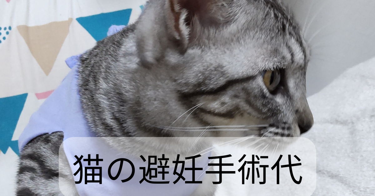 猫の避妊手術代はいくらかかるの?